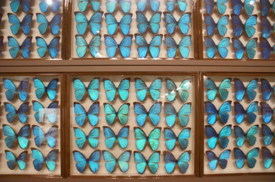 Kobuchisawa Insect Art Museum