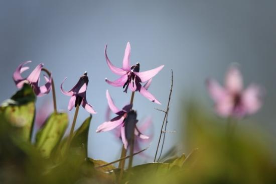 Erythronium Ground