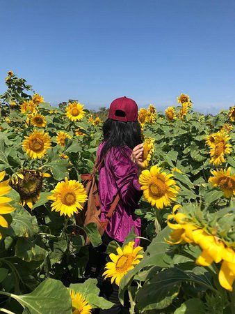 Sunflower Garden Bantul