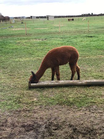 The Alpaca Centre at JandJ Alpacas