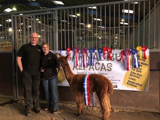 Barnacre Alpacas
