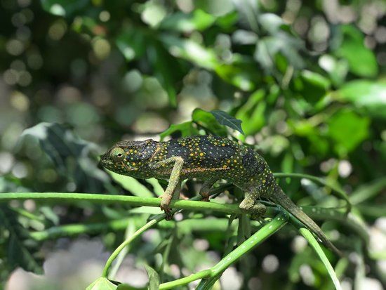 Zanzibar Kilosas Conservation