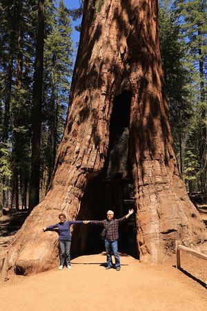 California Tunnel Tree