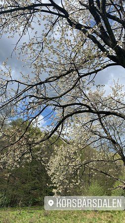 Korsbarsdalen