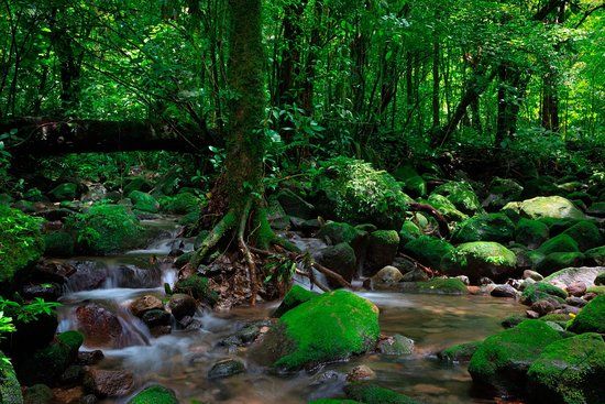 Tapir Valley Nature Reserve