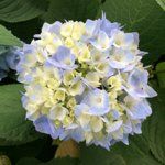 Moe's Southwest Grill