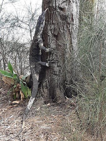 Lake Innes Nature Reserve