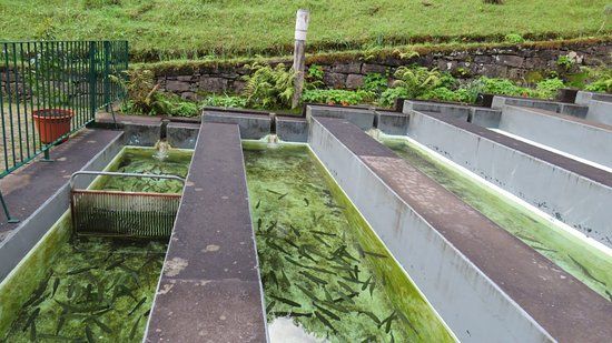 Posto Aquicola do Ribeiro Frio