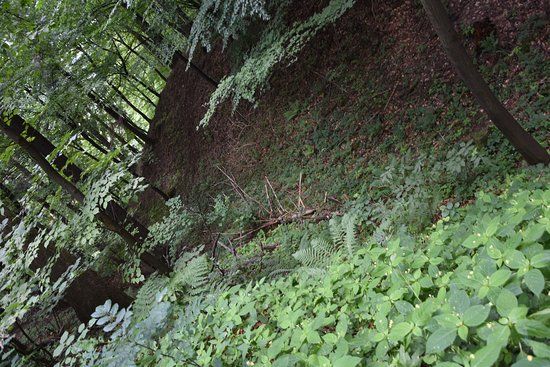 Rezerwat przyrody Zamczysko nad Raba