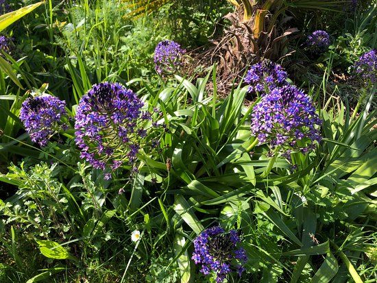 Jardin La Laurisylve