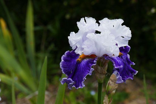 Les Iris du Grand Barbu