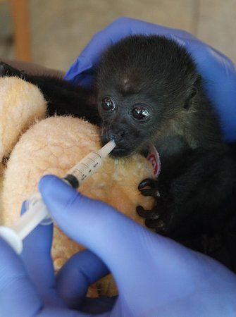 Wild Sun Rescue Center