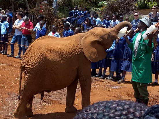 David Sheldrick Elephant Orphanage