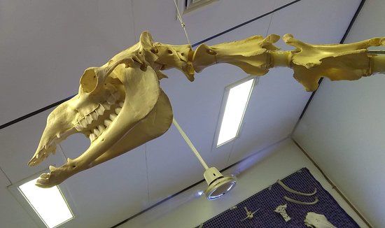 Gympie Bone Museum