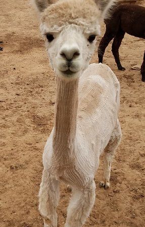 Pleasant Journey Alpacas