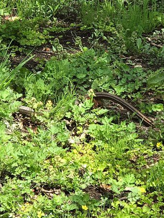 Four Seasons Bamboo Forest Wakayama Farm