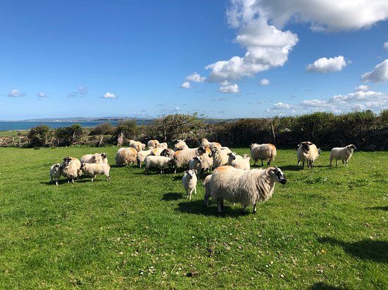 West Kerry Sheep Dog Demonstrations