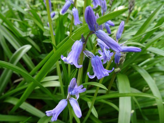 Natuurpark Egmonderhout