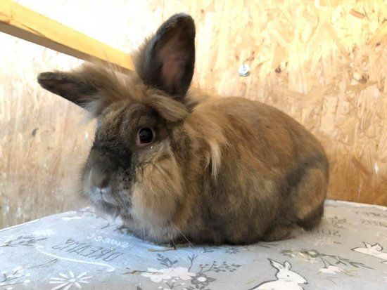 Thornberry Animal Sanctuary