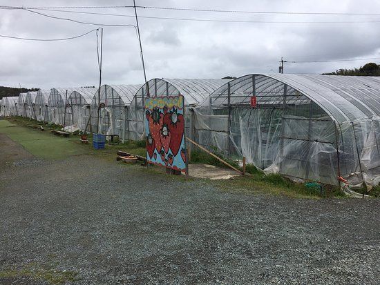 Genkai Strawberry Picking Farm