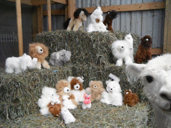 Kickin' Back Alpaca Ranch