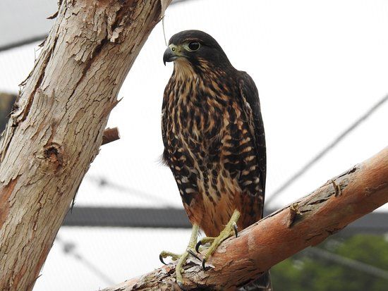 Central Energy Trust Wildbase Recovery