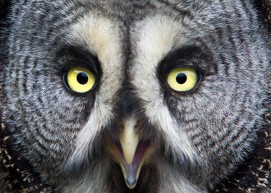 The Secret Owl Garden