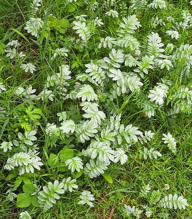 Messingham Sand Quarry