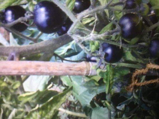 Abbey Physic Community Gardens