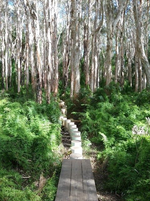 Paperbark Forest Boardwalk