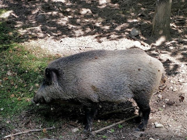 Walderlebniszentrum Grunwald