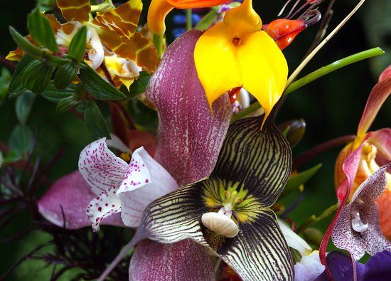 Finca Dracula Orchid Sanctuary