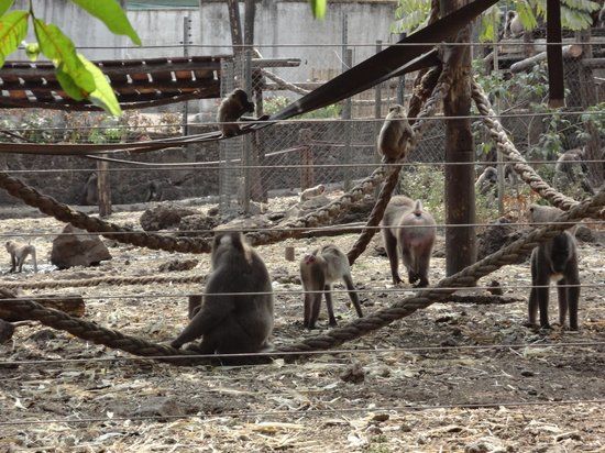 Limbe Wildlife Centre