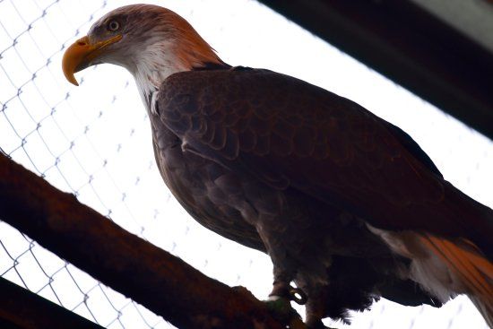 American Bald Eagle Foundation