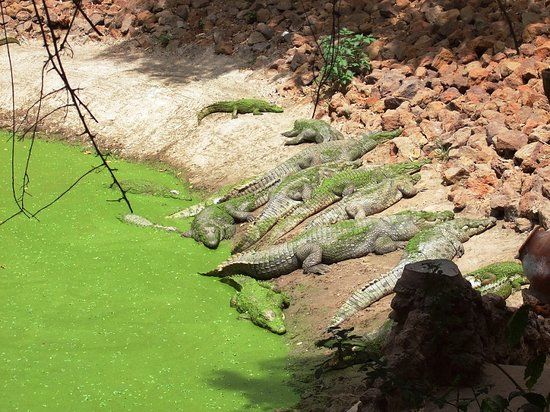 Kachikally Crocodile Pool