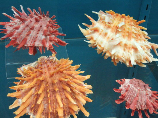 Ocean Discovery Centre @ Bermuda Underwater Exploration Institute