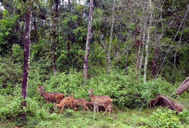 Wayanad Wildlife Sanctuary