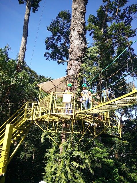 Tree Top Adventure