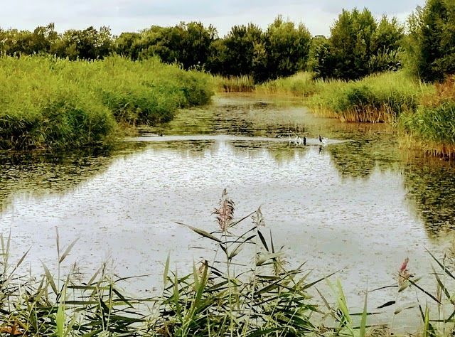 Westhay Moor National Nature Reserve