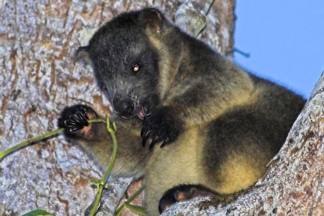 Malanda Falls Regional Park
