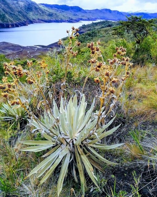Parque Nacional Natural Chingaza