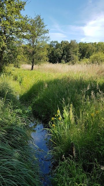 Reserve des Grangettes