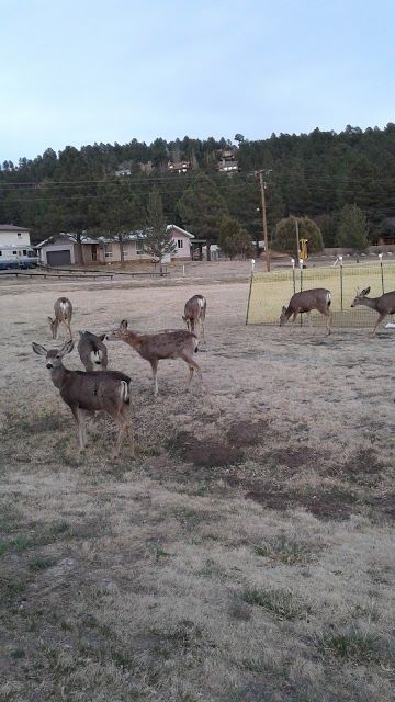 White Mountain Recreation Complex