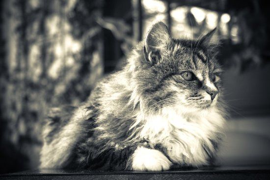 Mrs. Simpson's Restaurant