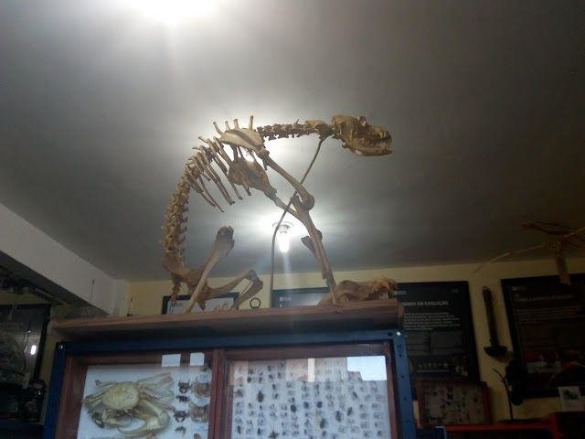 Museu de Conhecimentos Gerais de Jacone