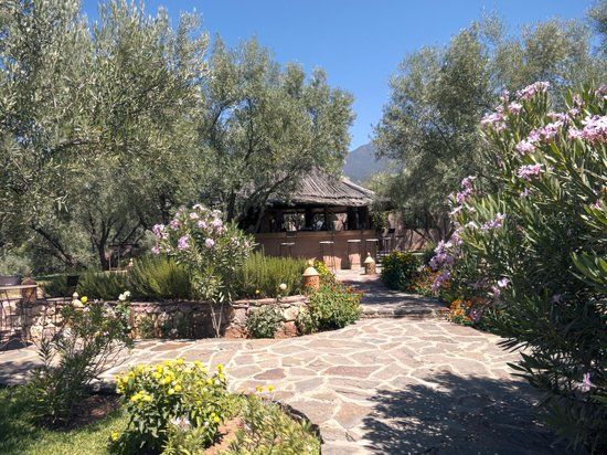 Oliveraie de Marigha