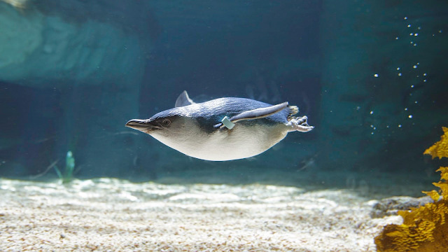 SEA LIFE Manly Sanctuary