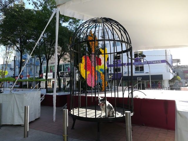 el Paseo Chapultepec