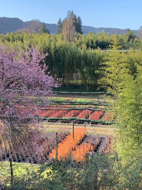Les Pepinieres de la Bambouseraie