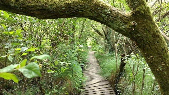 Reserve naturelle nationale de l'etang Noir